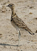 Double-banded Courser