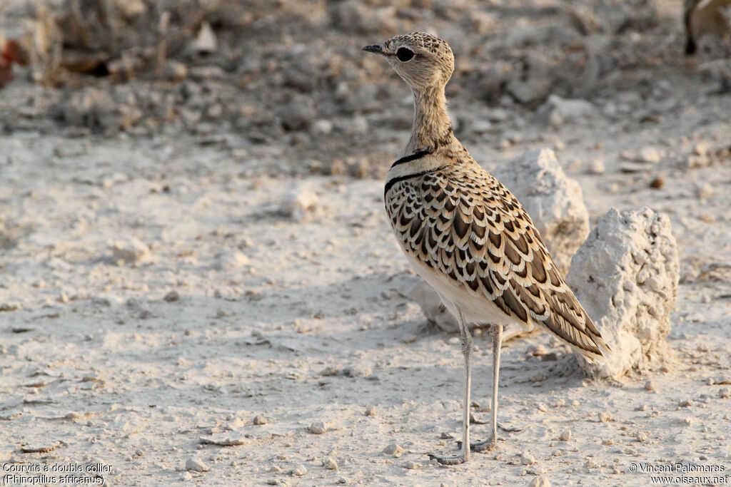 Double-banded Courser