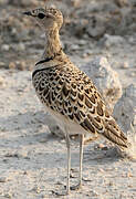 Double-banded Courser