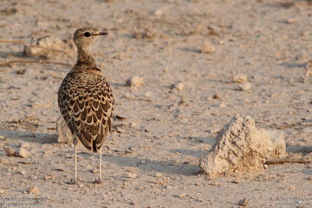 Double-banded Courser