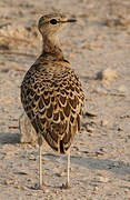 Double-banded Courser