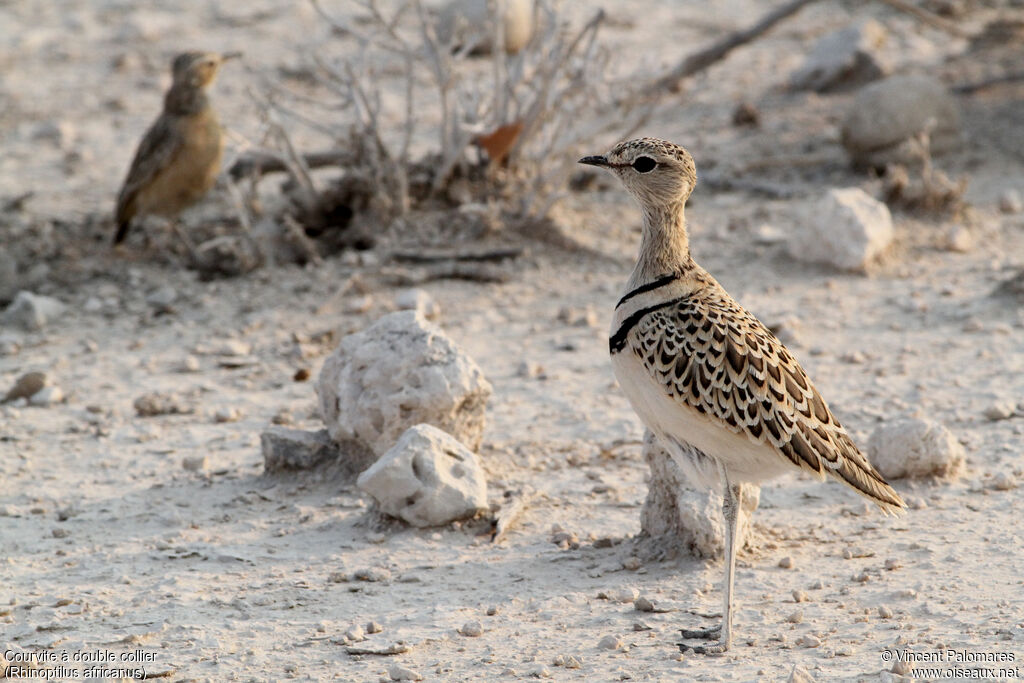 Double-banded Courser