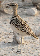 Double-banded Courser