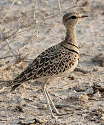 Double-banded Courser