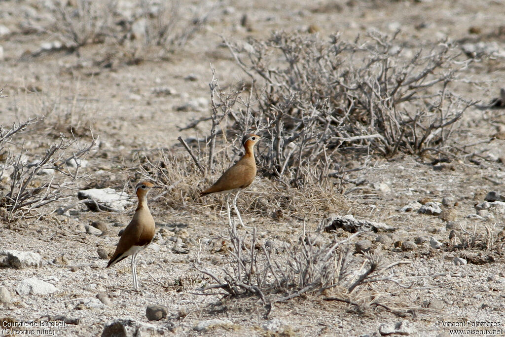 Courvite de Burchelladulte, habitat