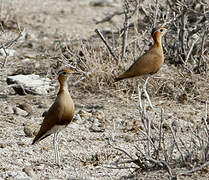 Burchell's Courser