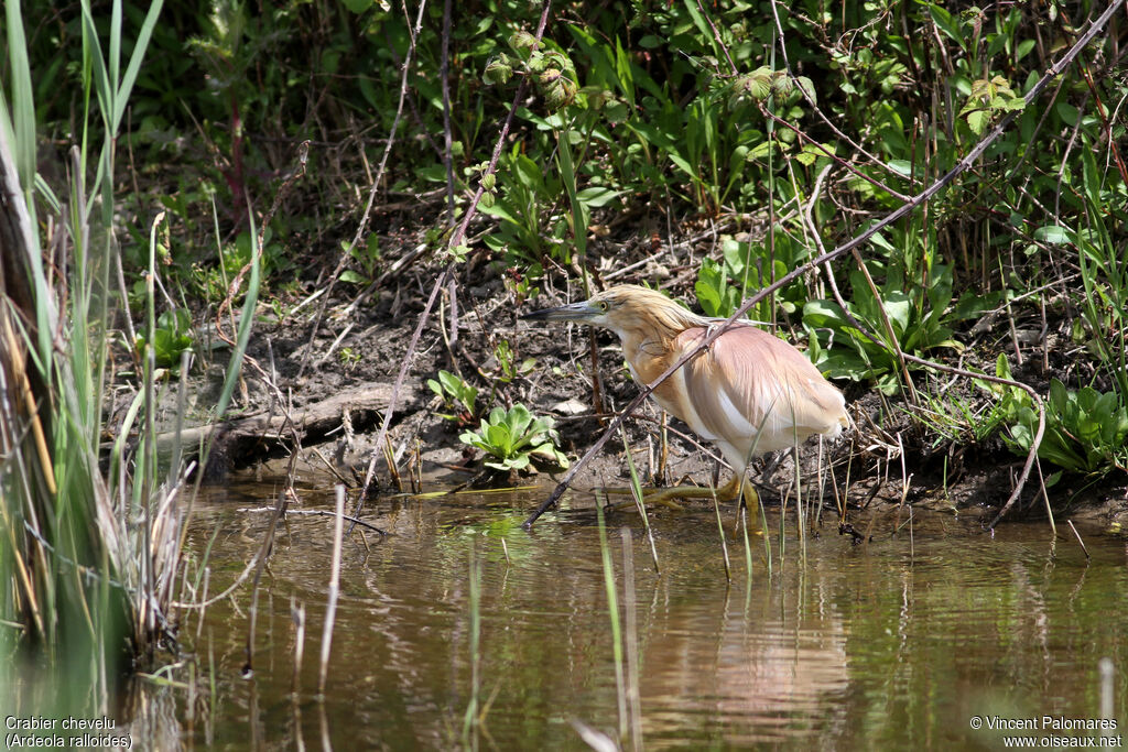 Squacco Heron