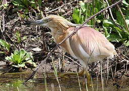 Squacco Heron