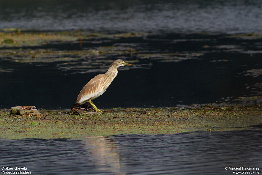 Squacco Heron