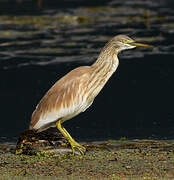 Squacco Heron