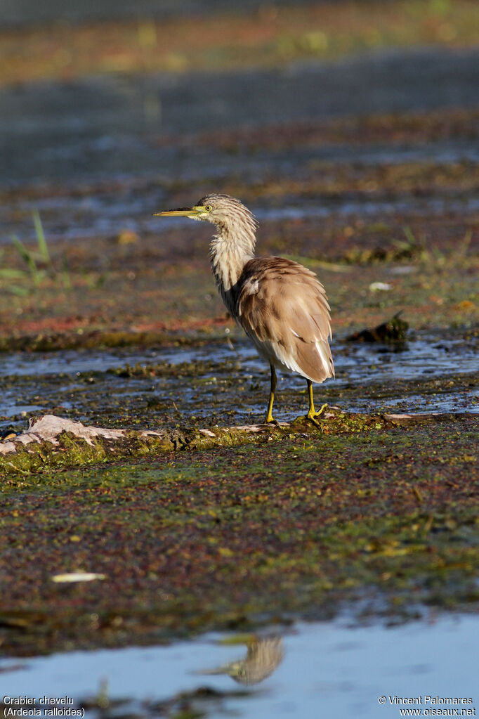 Squacco Heron