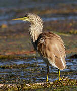 Squacco Heron