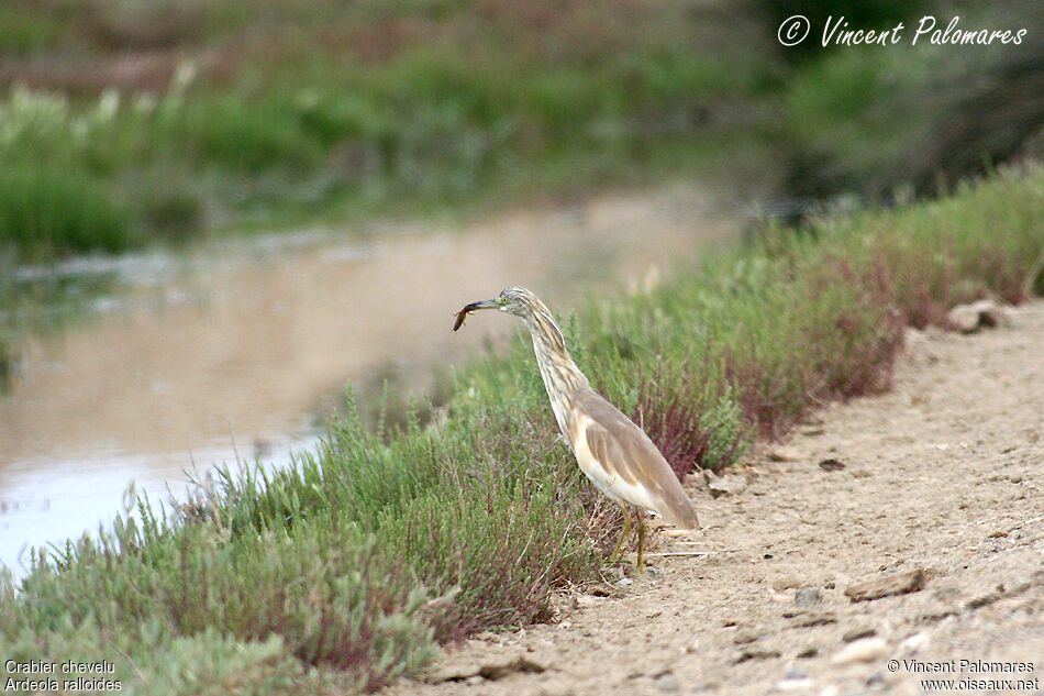 Squacco Heron, feeding habits