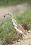 Squacco Heron