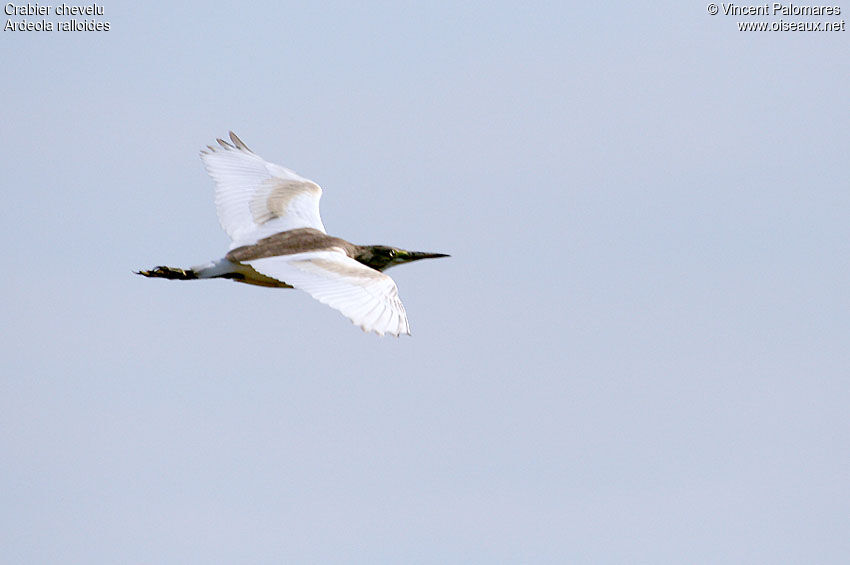 Squacco Heron