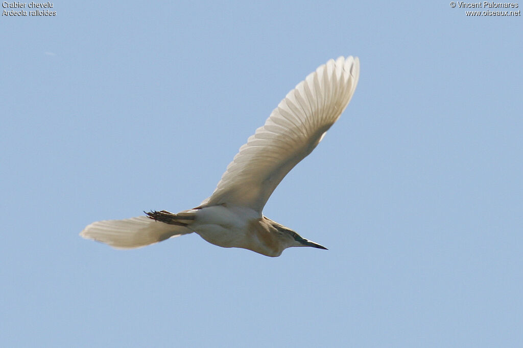 Squacco Heron