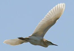 Squacco Heron