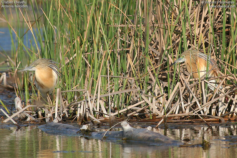 Squacco Heron