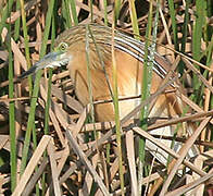 Squacco Heron