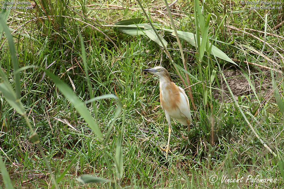 Crabier chevelu