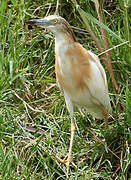 Squacco Heron