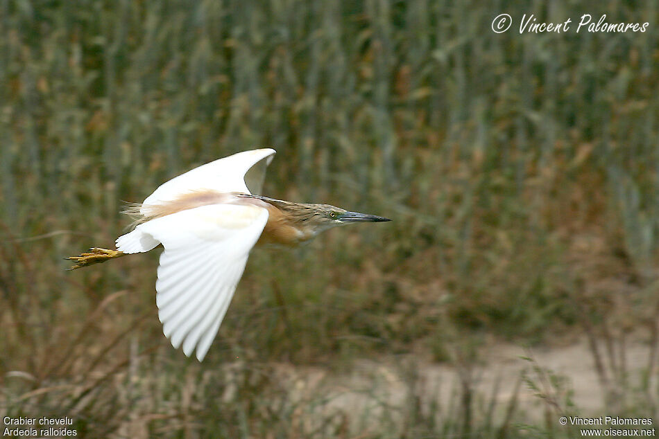 Squacco Heron