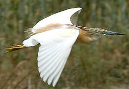 Squacco Heron