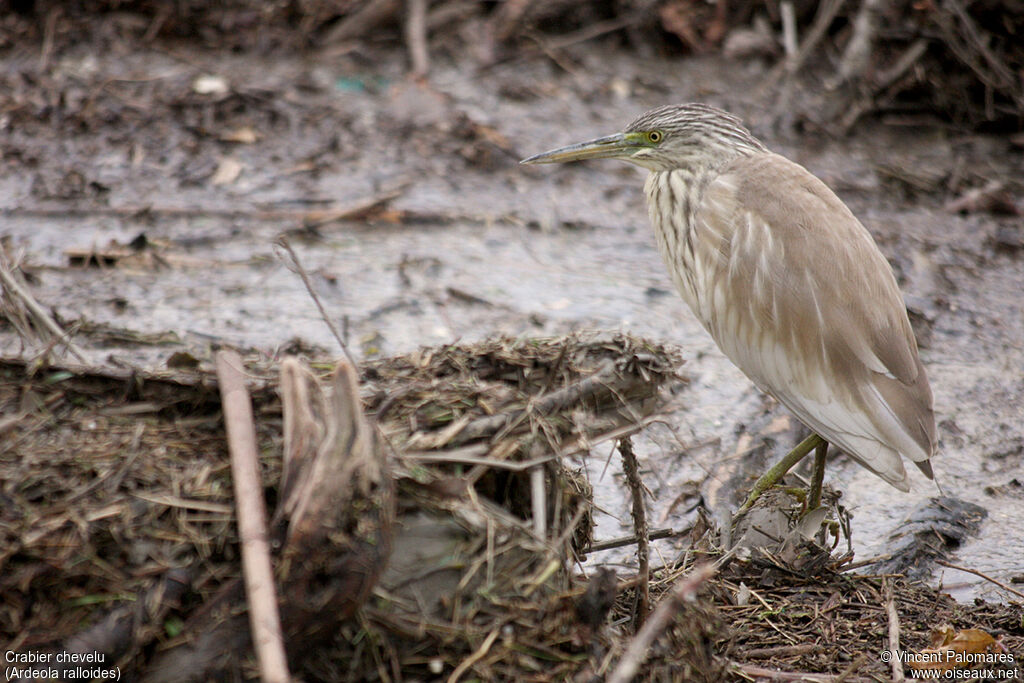 Squacco Heron