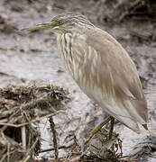 Squacco Heron