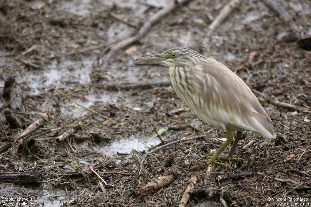 Squacco Heron