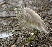 Squacco Heron