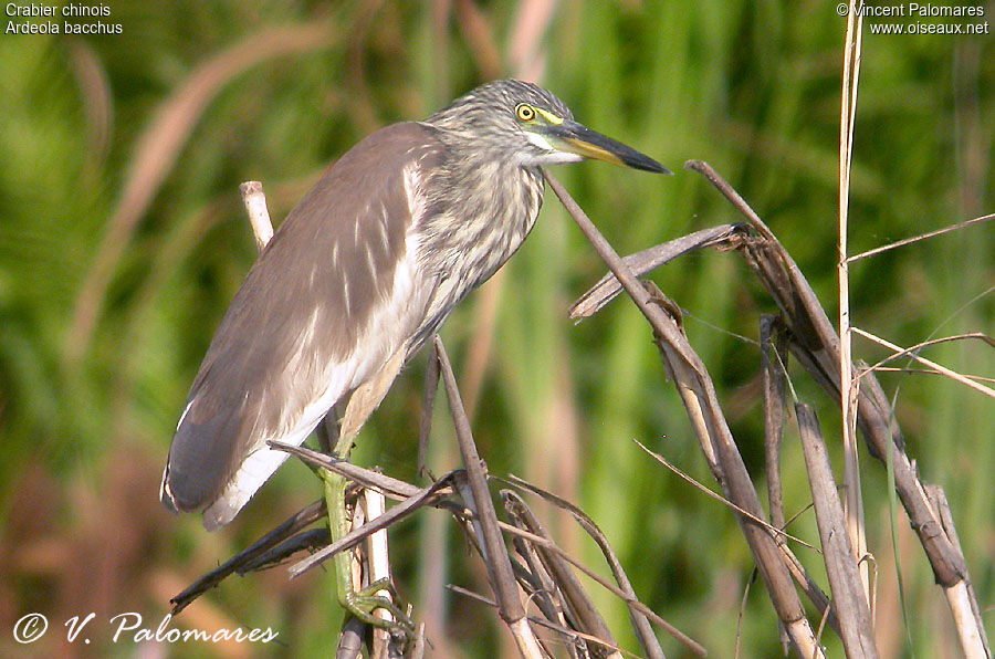 Chinese Pond Heron