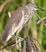 Chinese Pond Heron