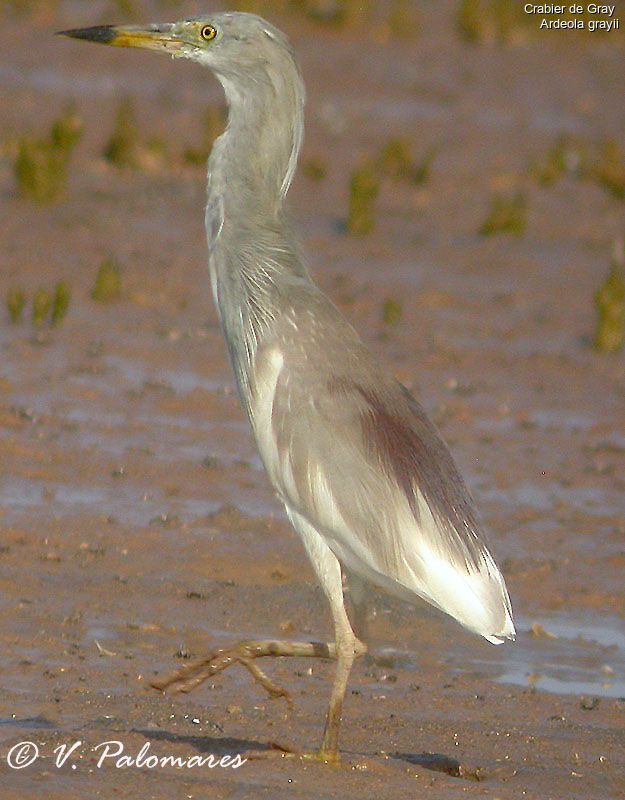 Indian Pond Heron