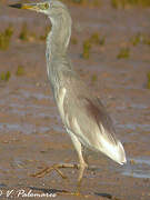 Indian Pond Heron