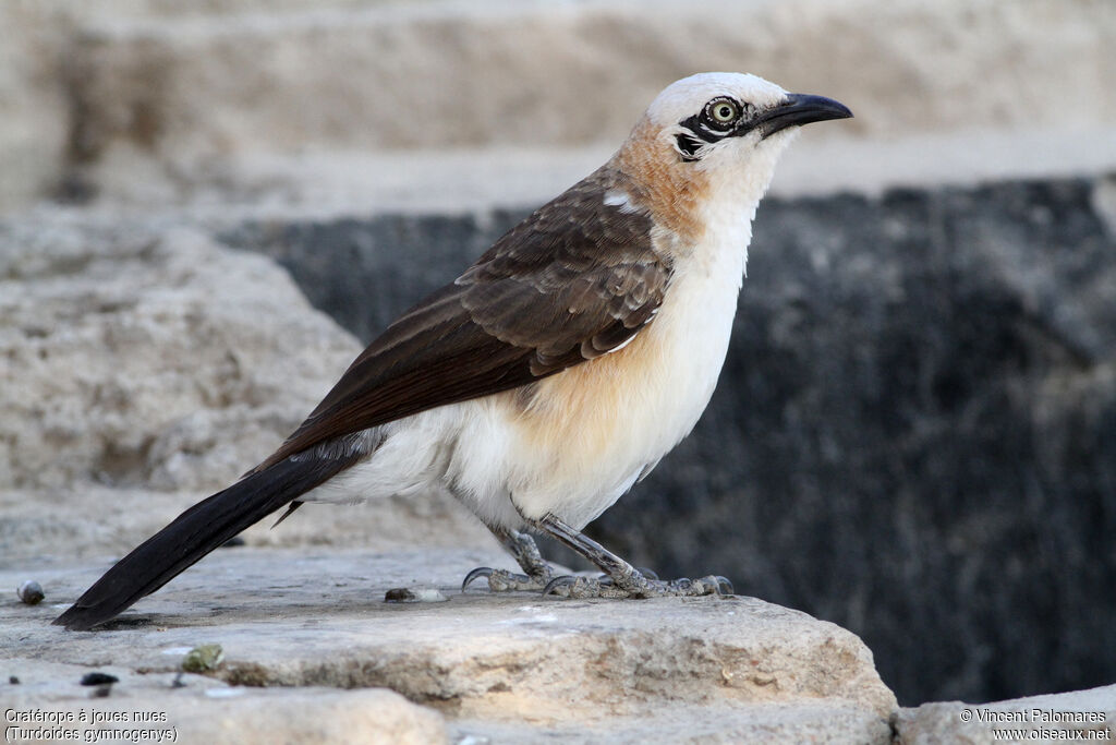 Bare-cheeked Babbler