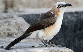 Bare-cheeked Babbler