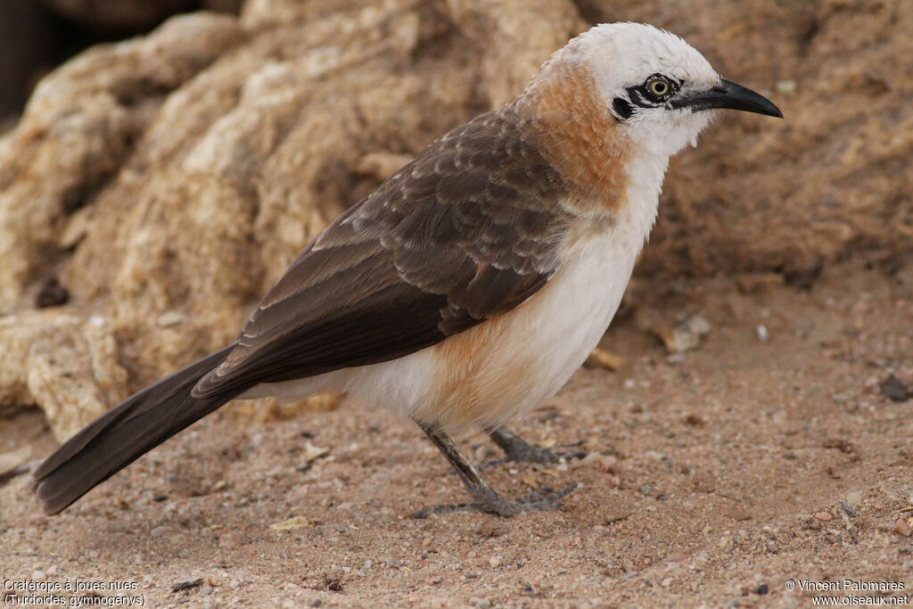 Bare-cheeked Babbler