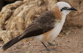 Bare-cheeked Babbler