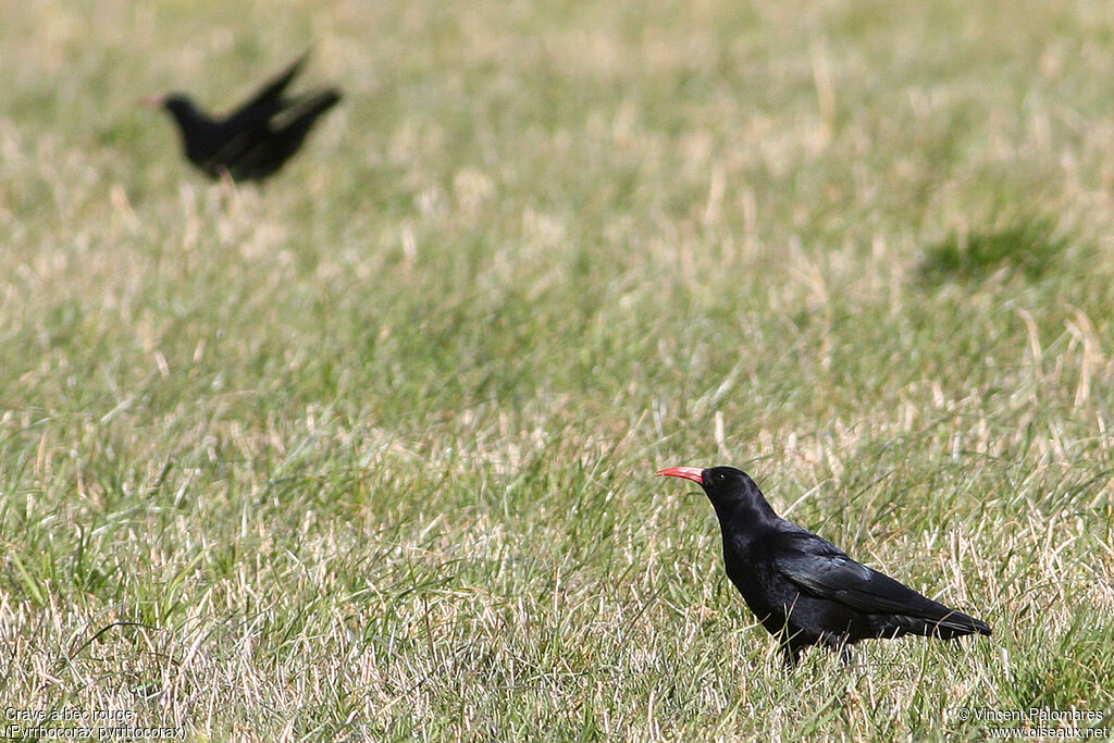 Red-billed Chough