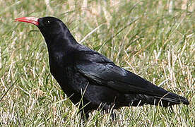 Red-billed Chough