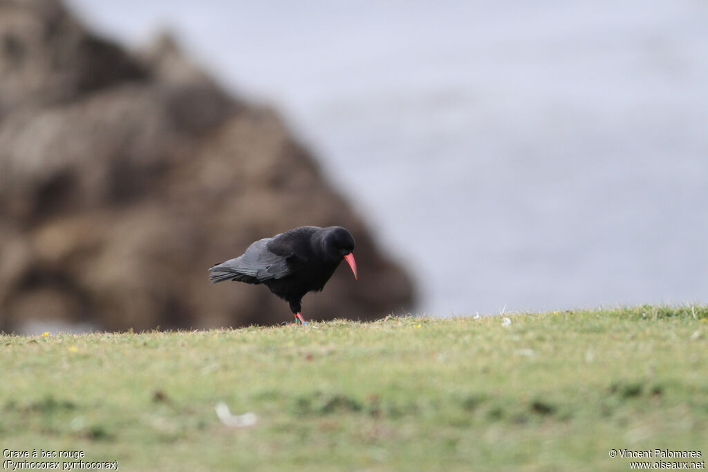 Red-billed Chough