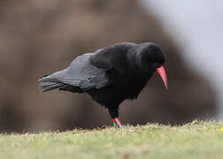 Red-billed Chough