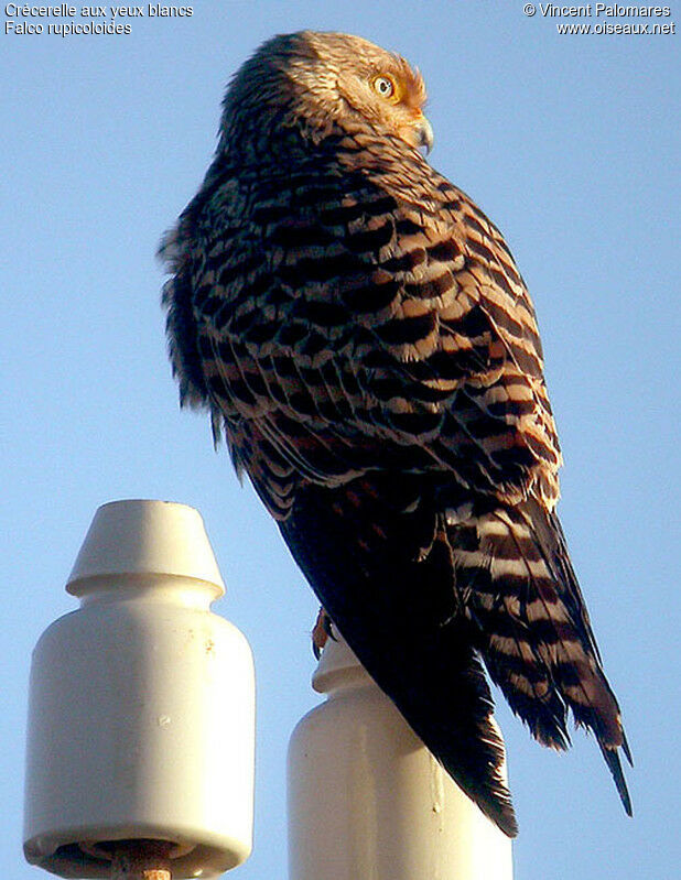 Greater Kestrel