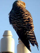 Greater Kestrel