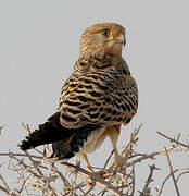 Greater Kestrel