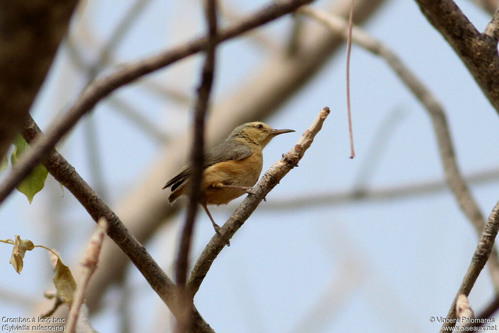 Long-billed Crombec