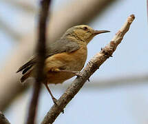 Long-billed Crombec