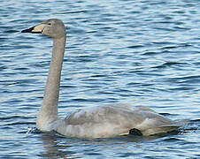 Whooper Swan