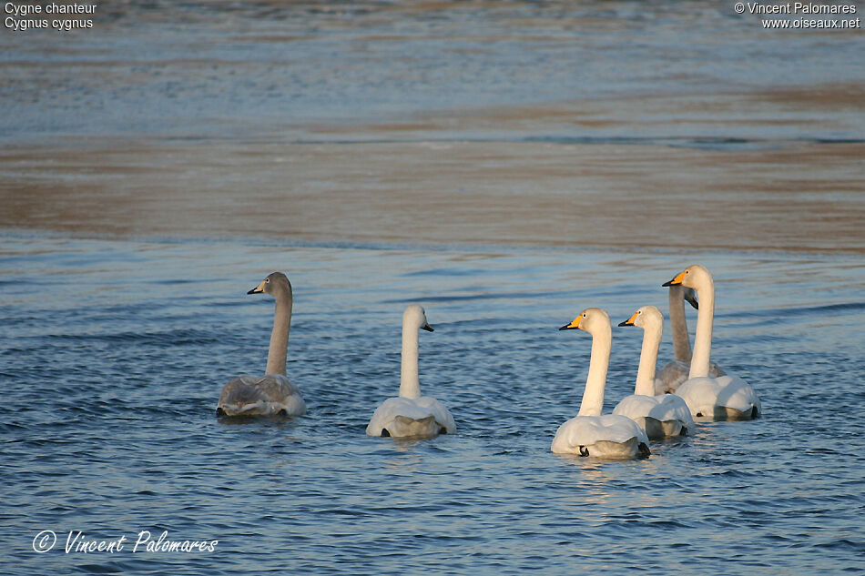 Cygne chanteur